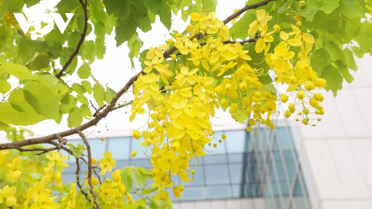Golden shower trees in Hanoi mark arrival of summer